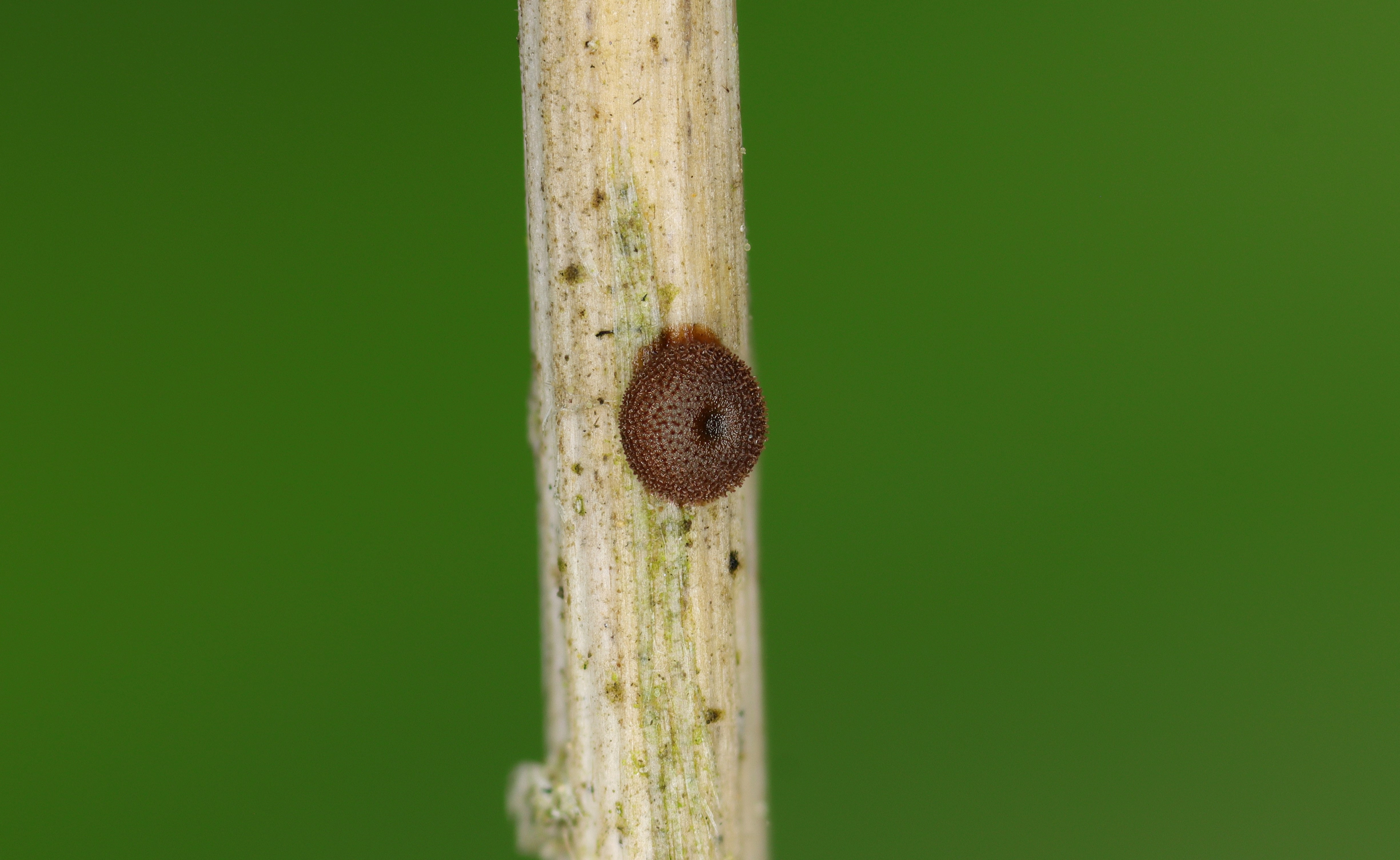 2020 06 21 Satyrium pruni 163 178 ei Bert van Rijsewijk.jpg